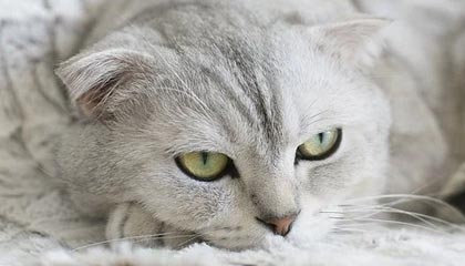 开云体育官方下载-爱尔兰政府加大对女子橄榄球投资力度，橄榄球爱尔兰和北爱尔兰