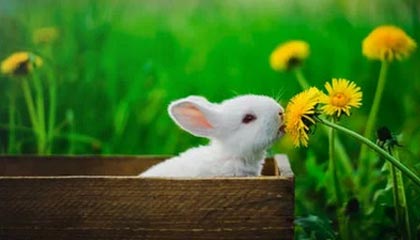 开云体育官方下载-爱尔兰政府加大对女子橄榄球投资力度，橄榄球爱尔兰和北爱尔兰